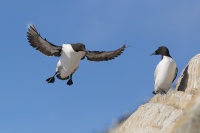 Alkoun uzkozoby - Uria aalge - Common Murre 9796